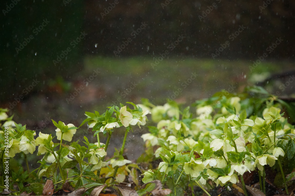 Wild forest flower white in the rain. Wild forest flower white in the rain.