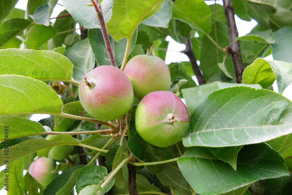 Young apples on a tree. Young apples on a tree.