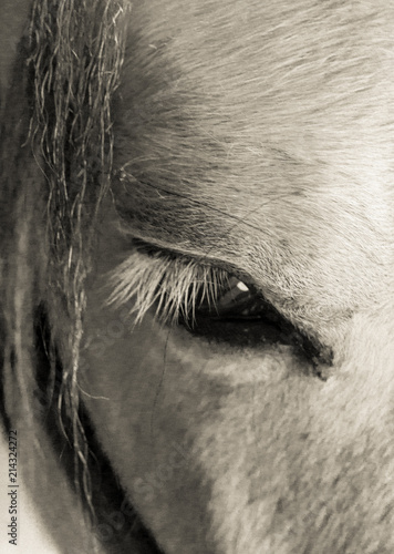 Misty the Horse's Eye
