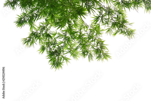 green bamboo leaves