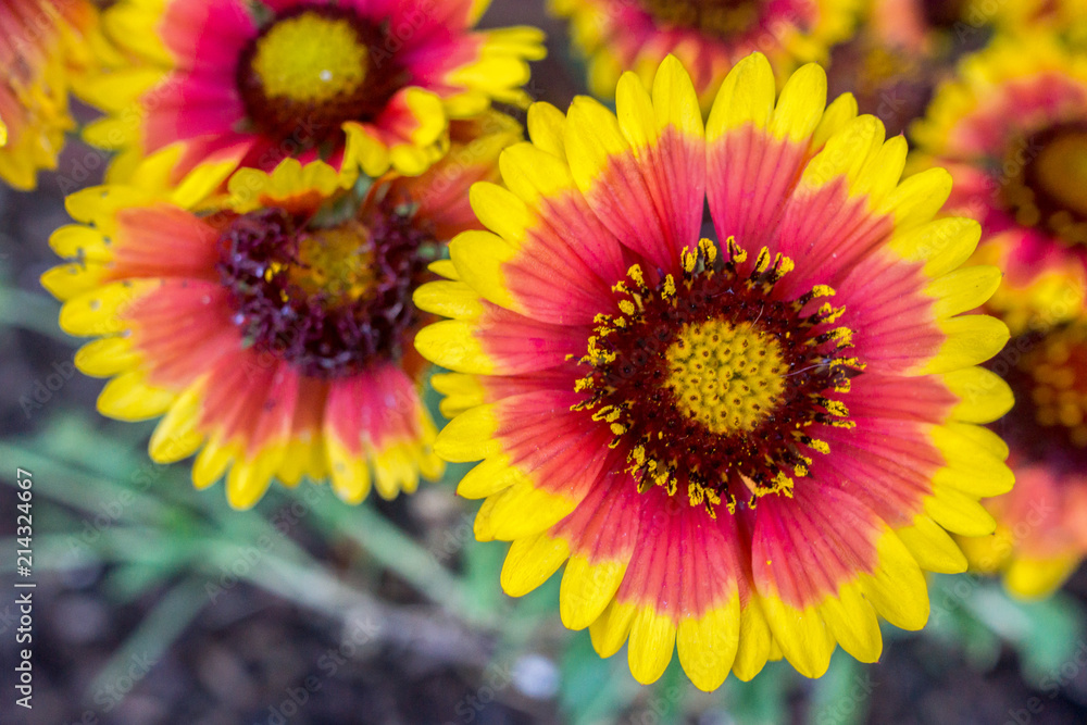 Flowers! Flowers!
