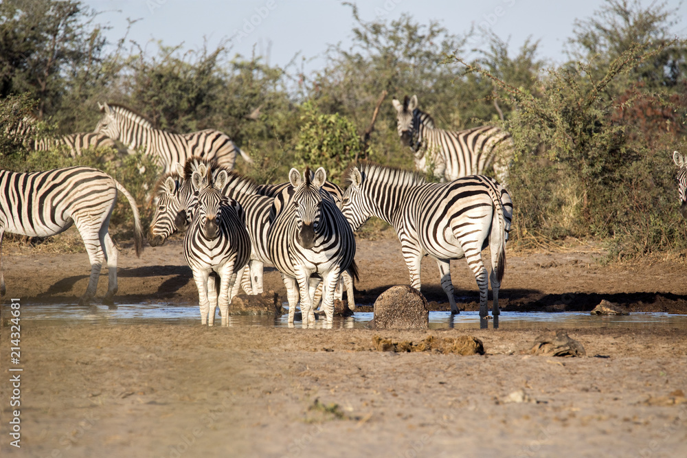 Obraz premium Damara zebra herd, Equus burchelli antiquorum, in Boteti river, Makgadikgadi National Park, Botswana