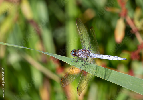Photos Macrophotographie d un insecte: Libellule fauve (Libellula fulva)