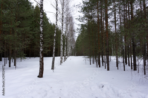 Winter forest Instagram filter inspire mount scenes,