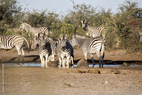 Damara zebra herd  Equus burchelli antiquorum  in Boteti river  Makgadikgadi National Park  Botswana