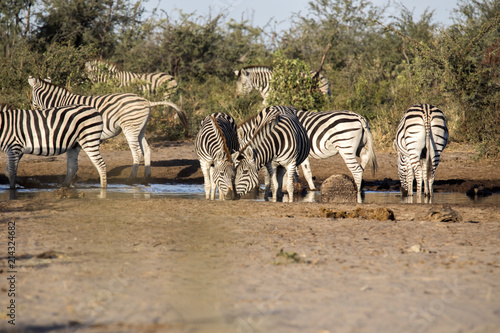 Damara zebra herd  Equus burchelli antiquorum  in Boteti river  Makgadikgadi National Park  Botswana