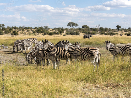 Damara zebra herd  Equus burchelli antiquorum  in Boteti river  Makgadikgadi National Park  Botswana