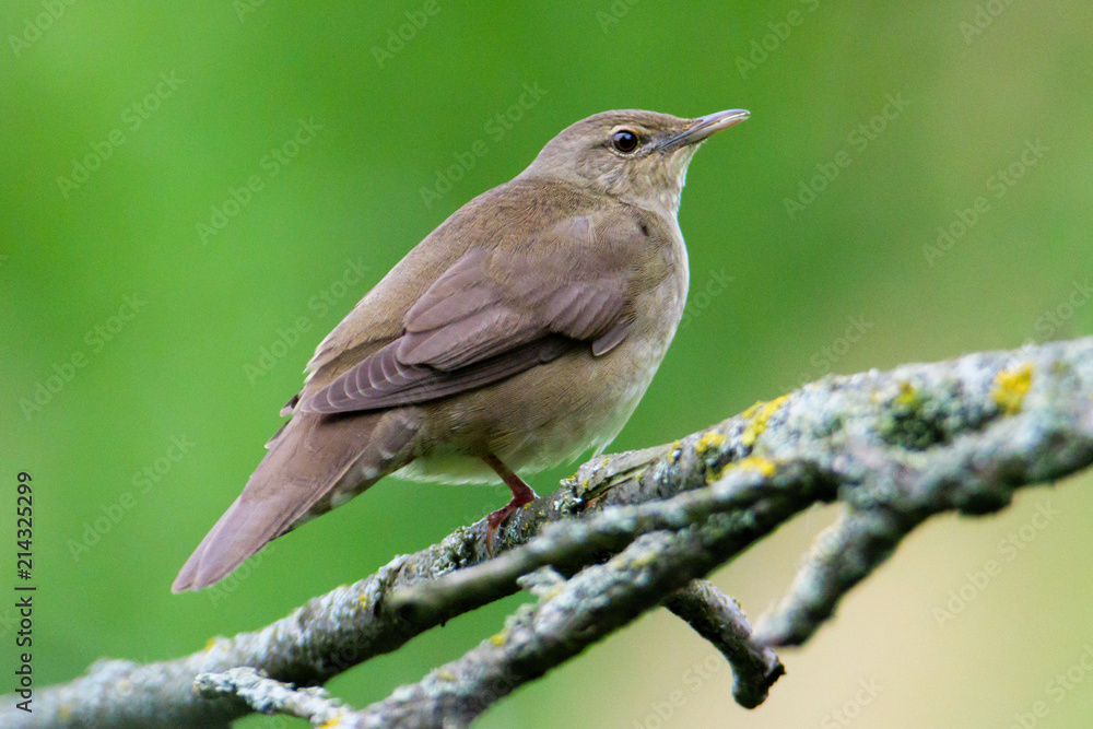 Fototapeta premium River Warbler (Locustella fluviatilis)