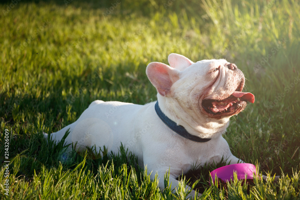 French bulldog with smiley faces lay down on grass. Happy dog portrait with copy space.