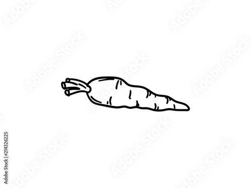 Carrot vector iliustration.