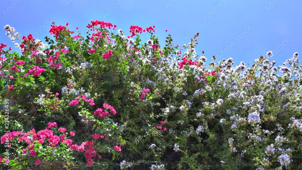 Colorful flowers waving in the mediterranean summer breeze Colorful flowers waving in the mediterranean summer breeze