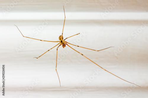Spider in a room on a white background. Insects in people's homes_