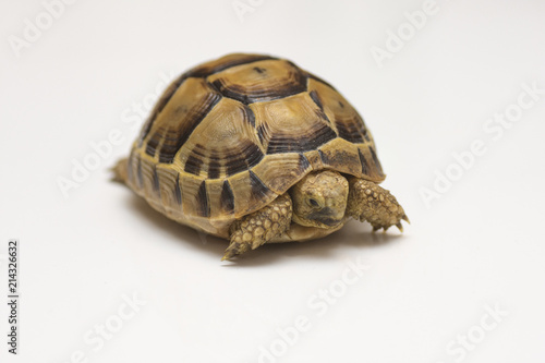 Baby turtle. little turtle. Head footed Tortoise. turtle isolated on white background