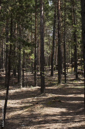 Pine forest, forest landscape