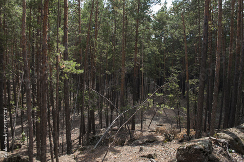 Pine forest, forest landscape