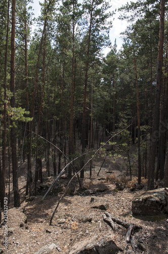 Pine forest, forest landscape
