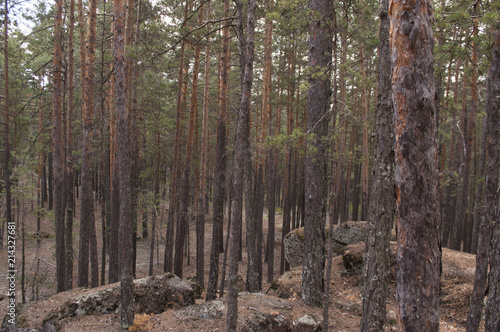 Pine forest, forest landscape