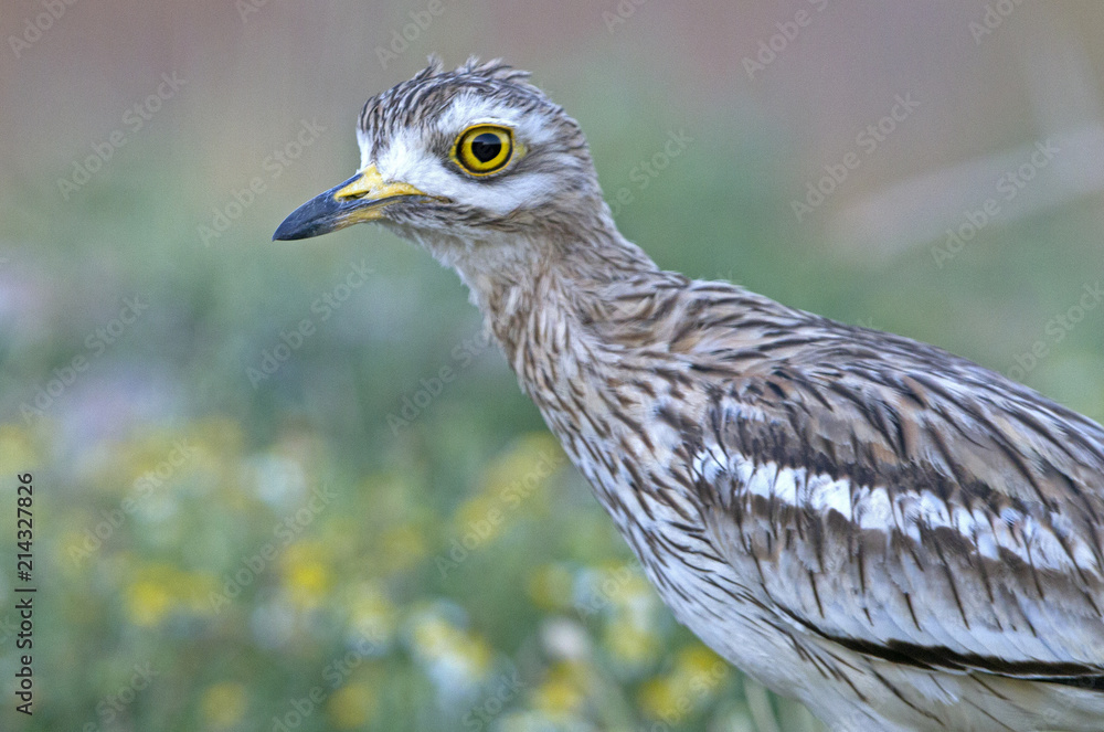 Fototapeta premium Stone-curlew. Burhinus oedicnemus