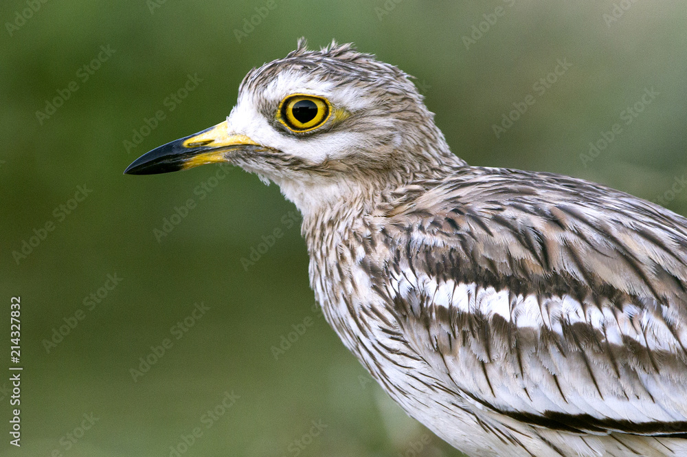 Stone-curlew. Burhinus oedicnemus Stone-curlew. Burhinus oedicnemus