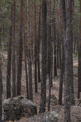 Pine forest, forest landscape