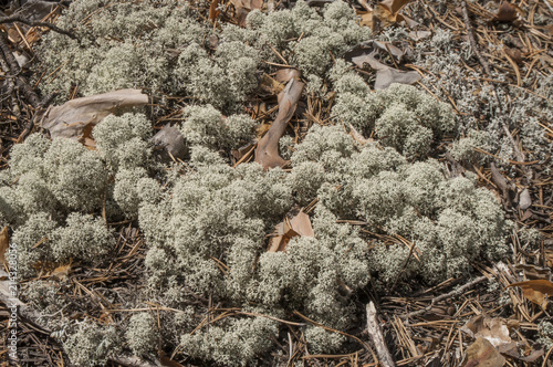 Beautiful thick moss