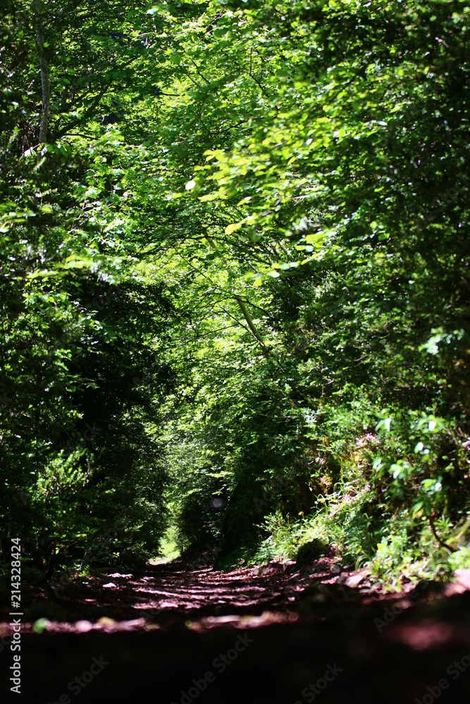 Obraz premium Sur le chemin...