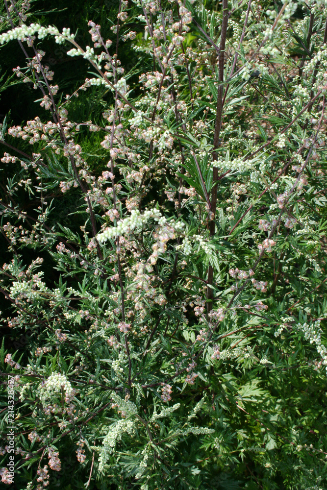 Gemeiner Beifuß - artemisia vulgaris Stock-Foto | Adobe Stock