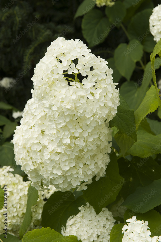 Different kinds of beautiful field flowers blossoming in Norway Different kinds of beautiful field flowers blossoming in Norway