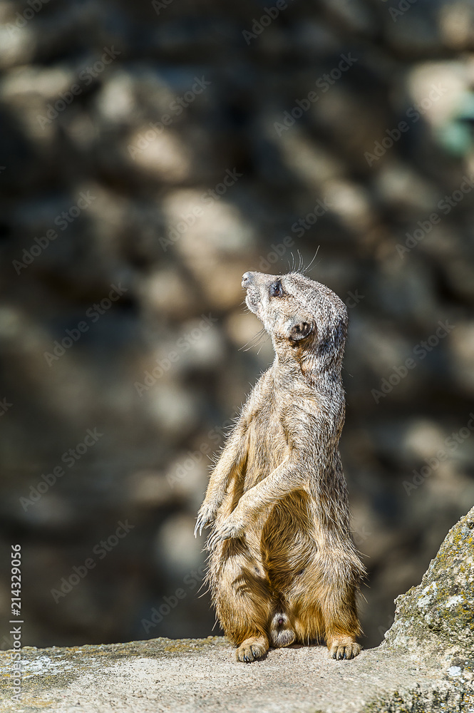 Fototapeta premium Suricate