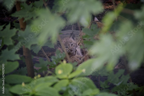Eurasian Lynx Cubs hidden in forest, Lynx Lynx.