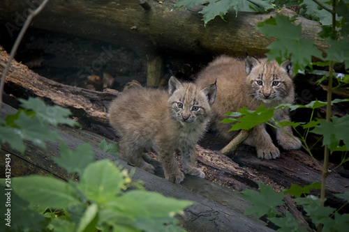 Eurasian Lynx Cubs, Lynx Lynx.