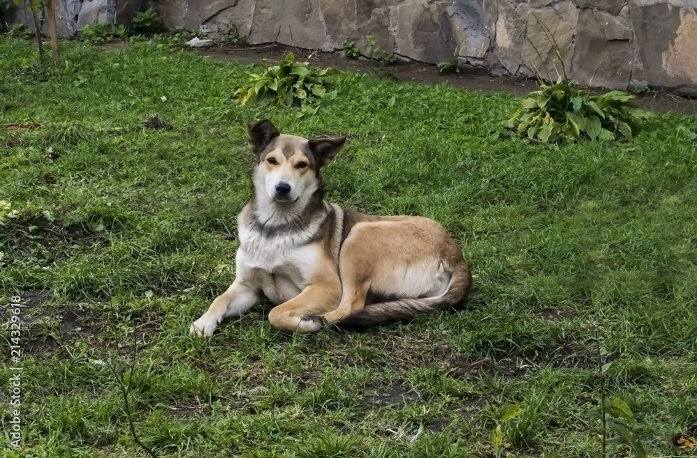 Dog. Homeless dog on the street Dog. Homeless dog on the street
