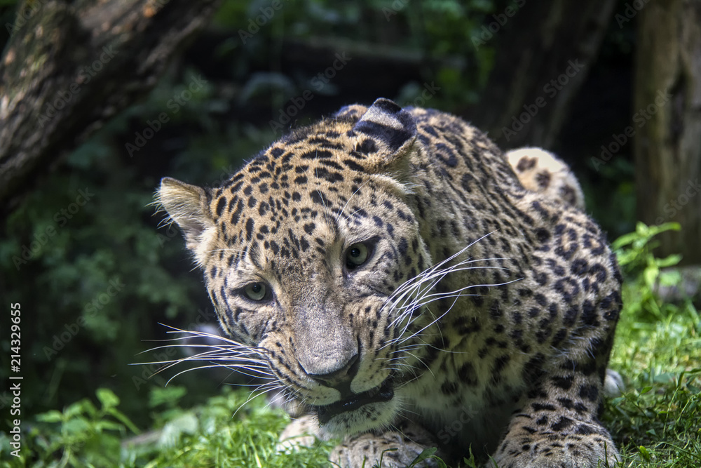 Obraz premium Sri Lankan Leopard, Panthera Pardu Kotiya.