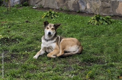 Dog. Homeless dog on the street