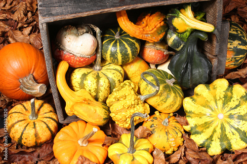 Courges, coloquintes, cucurbitacées. 