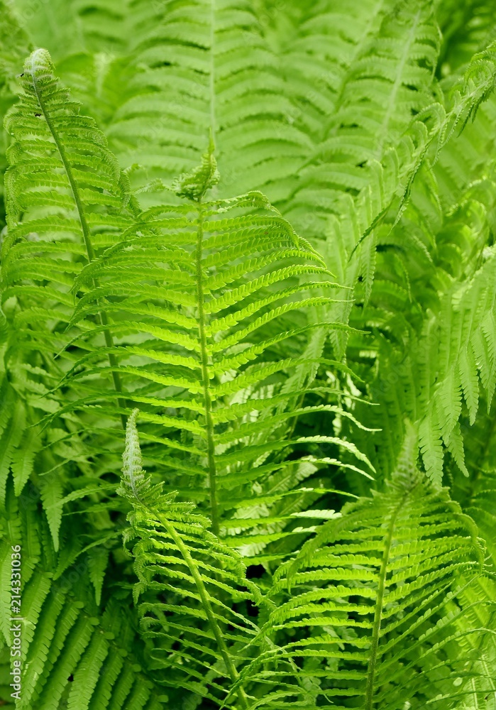 Close up of Fern in Spring sunlight Close up of Fern in Spring sunlight