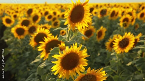 sunflowers field on the backlight during sunset