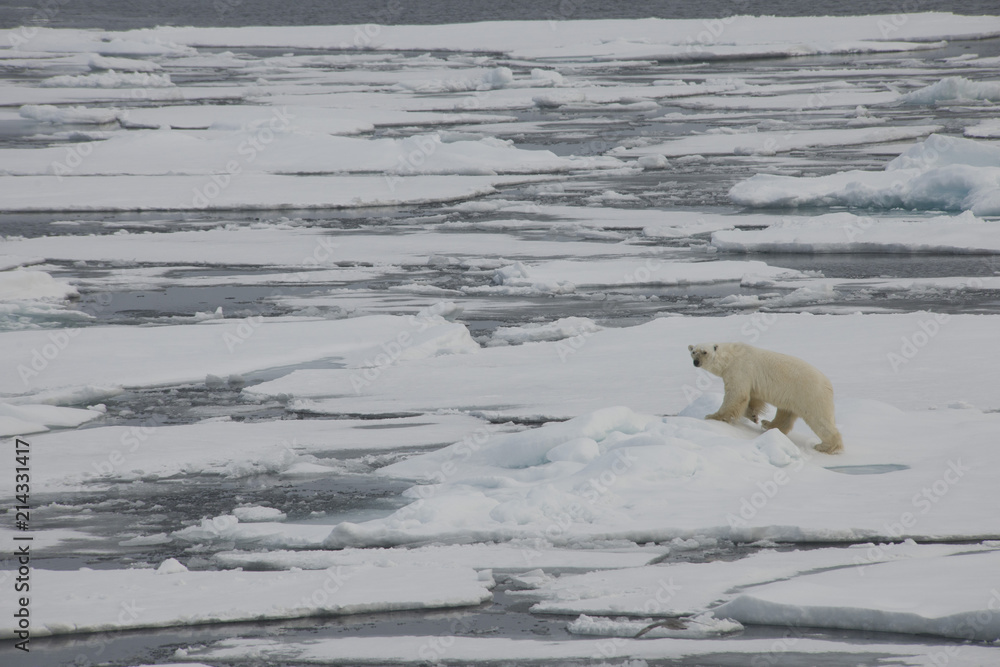 A polar bear swims and plays between ice floes in the Arctic waters A polar bear swims and plays between ice floes in the Arctic waters