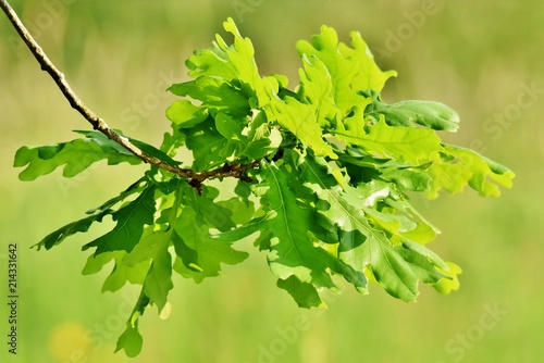 Close up of fresh green Oak leaves in sunlight
