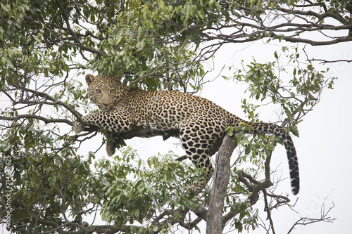 A cheetah walking and resting on a tree branch in Africa