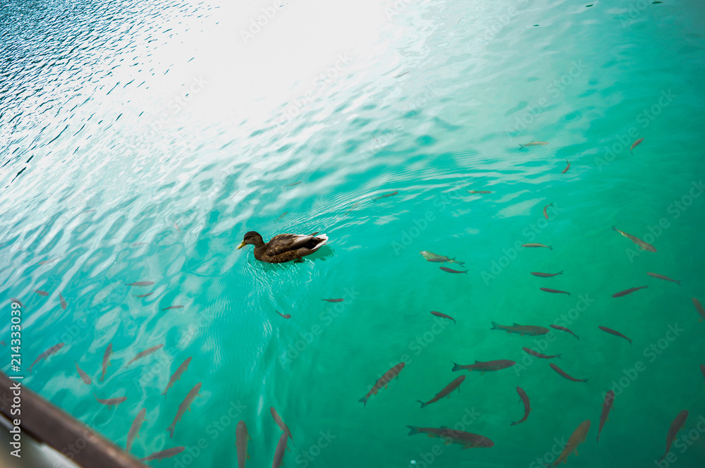 Obraz premium Plitvice waterfall lakes