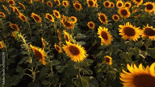 Sunflower field during sunset