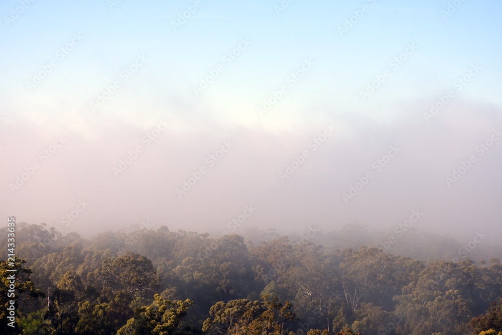 Heavy fog over trees and bushland background