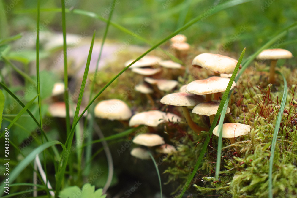 mushroom in the grass mushroom in the grass