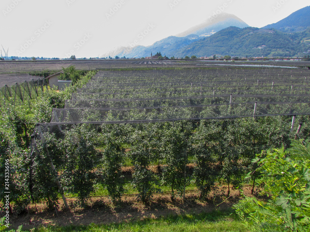Apple plantation at Lana in South Tyrol, Italy