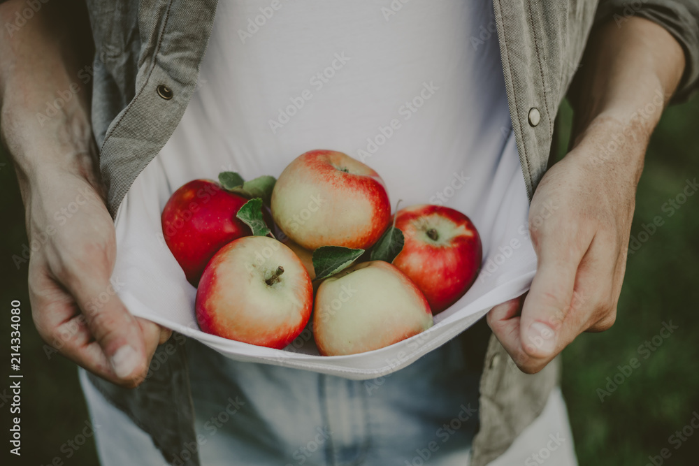 Man showing harvest fresh apples from garden Man showing harvest fresh apples from garden