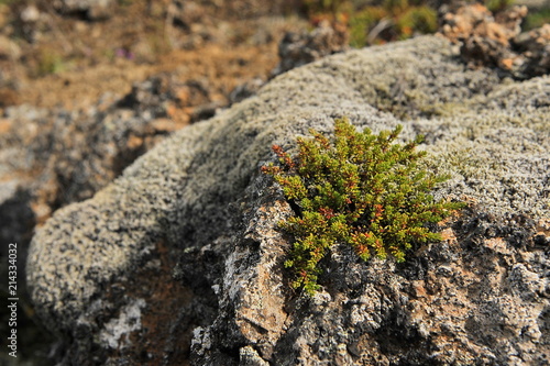 Bright low-level vegetation of the polar tundra