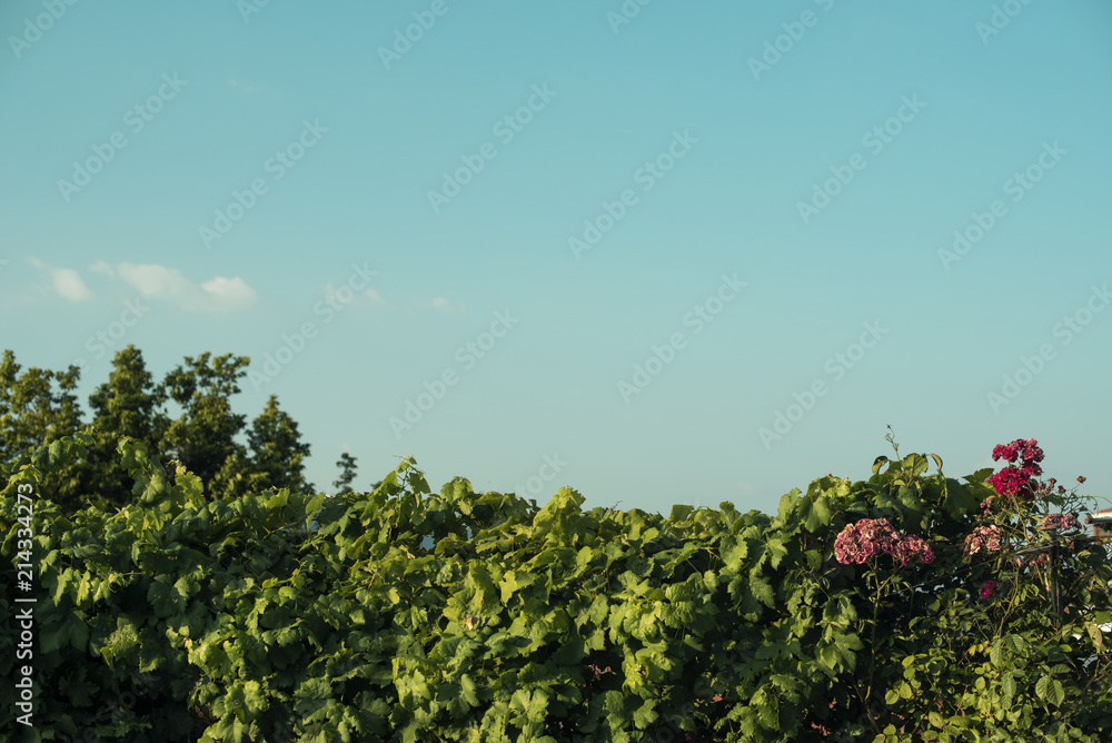 Imagen minimalista de arbusto/planta con algunas flores de color rosa bajo un cielo azul de primavera/verano