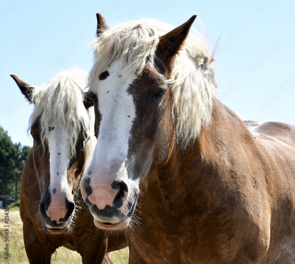 Fototapeta premium braune Pferde mit weisser Mähne