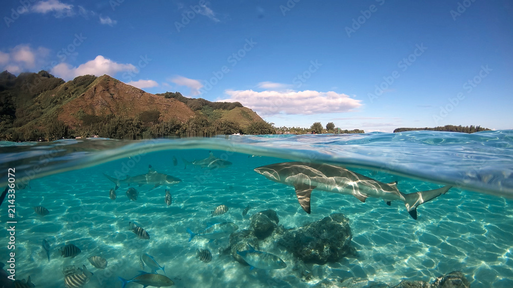 Over under sea surface sharks,tropical fish and bird ,Pacific ocean, French Polynesia Over under sea surface sharks,tropical fish and bird ,Pacific ocean, French Polynesia
